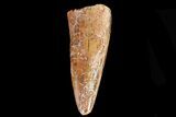 Large, Phytosaur Tooth - Adamana, Arizona #66411-1